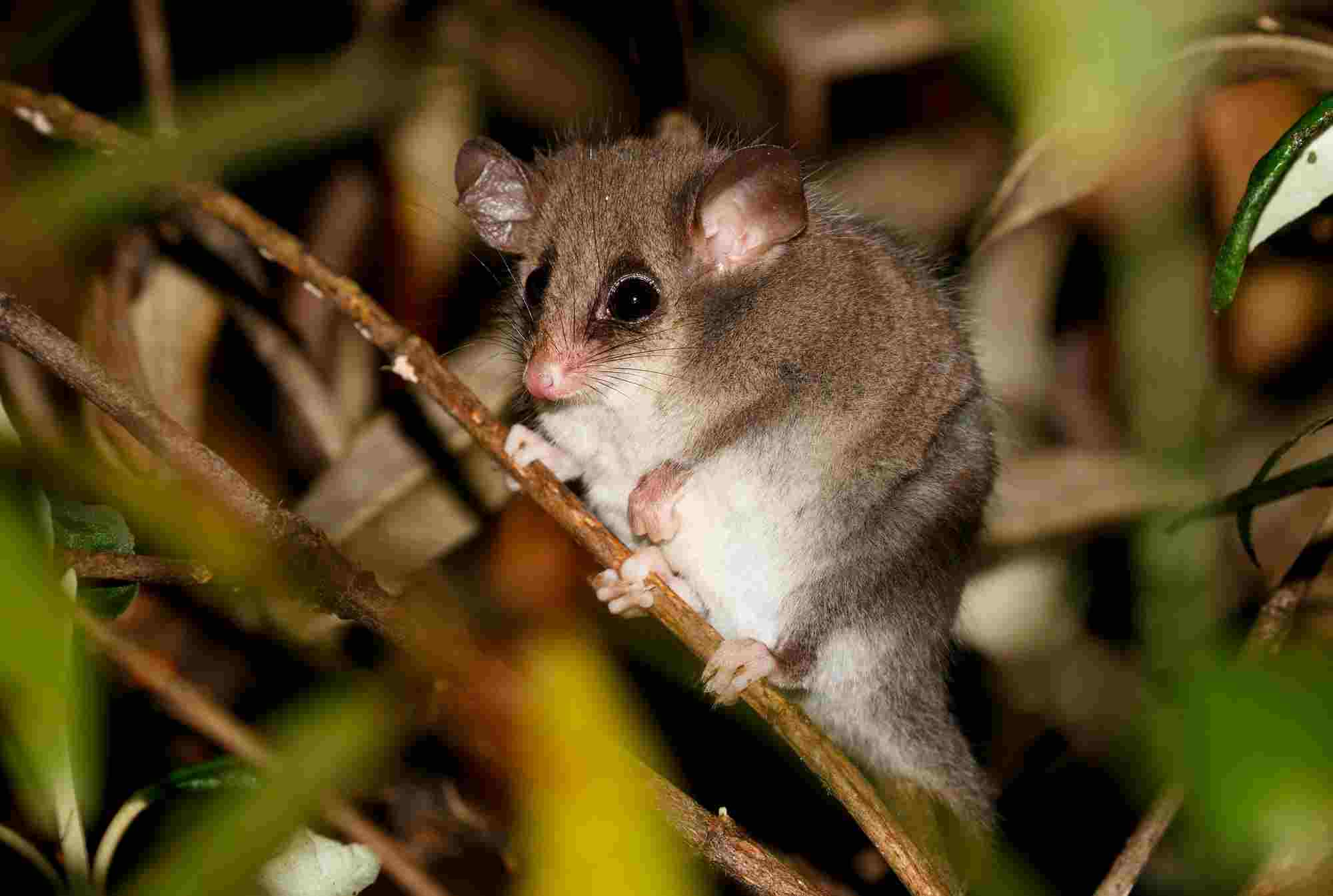 Tasmanian Pygmy Possum